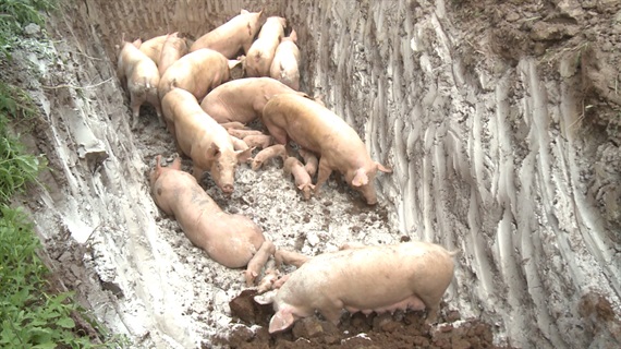 Lợn bị nhiễm dịch tả lợn châu Phi được tiêu hủy bằng cách đào hố chôn, rắc vôi bột và phun thuốc tiêu độc khử trùng