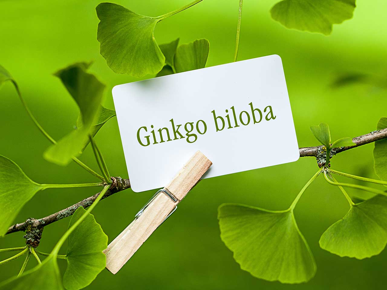 Thuốc làm từ Ginkgo có chứa các chất chống oxy hóa mạnh mẽ