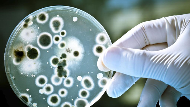 Klamentin có thể chống lại nhiều loại vi khuẩn