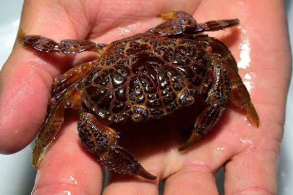 Ăn cua mặt quỷ, người đàn ông nguy kịch