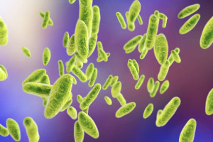 benh-brucella-la-gi-trieu-chung-ra-sao