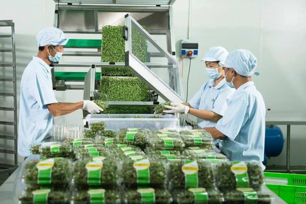 Ngành Công nghệ sau thu hoạch là gì? Nên học ở đâu?