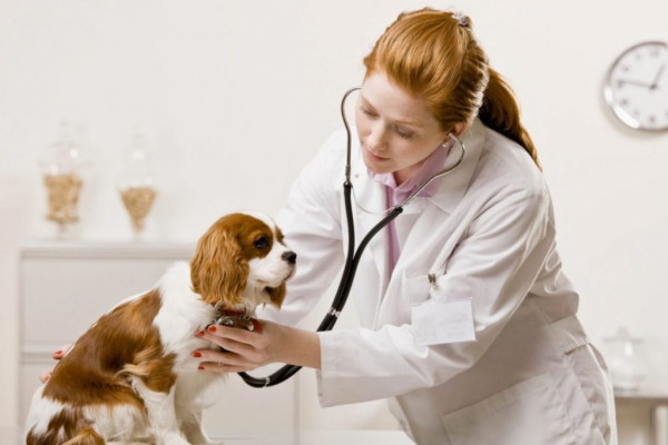 Ngành Thú y đối với nữ có phù hợp không?