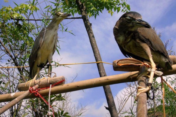 Người phụ nữ nguy cơ khoét bỏ mắt vì bị chim cò mổ khi đặt bẫy