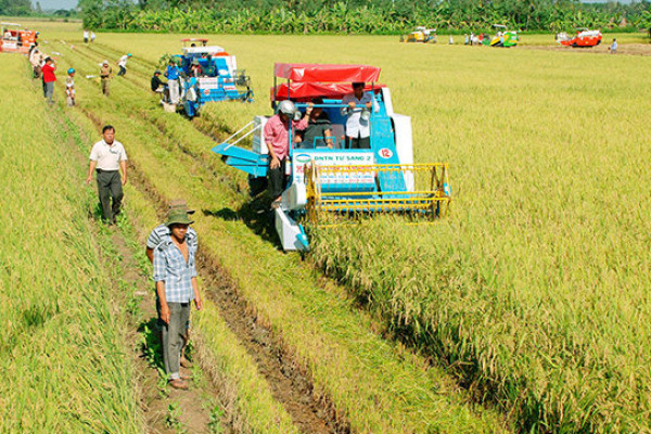 Tái cơ cấu ngành nông nghiệp là gì? Kế hoạch thực hiện tái cơ cấu ngành nông nghiệp?