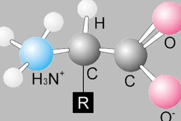 Tìm hiểu vai trò của 10 loại acid amin thiết yếu đối với cơ thể