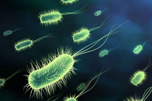Việt Nam xuất hiện siêu vi khuẩn E.coli  kháng tất cả kháng sinh