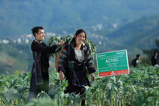 Actiso l&agrave; một trong ba th&agrave;nh phần của thuốc bổ gan Boganic