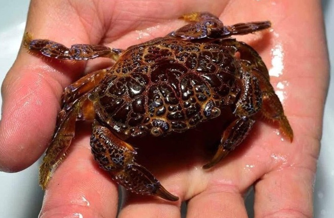 Ăn cua mặt quỷ, người đàn ông nguy kịch