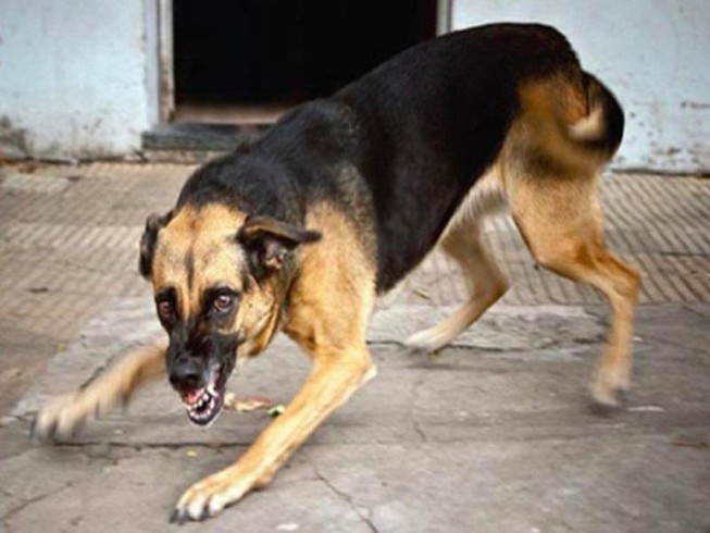 Bé 7 tuổi bị chó cắn dã man ở Phú Thọ phải khâu gần 70 mũi