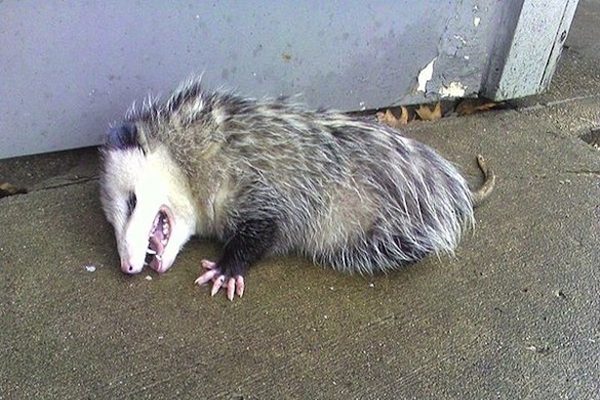 Brucella l&agrave; căn bệnh l&acirc;y truyền từ động vật sang người