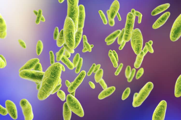 Bệnh Brucella là gì? Triệu chứng ra sao?