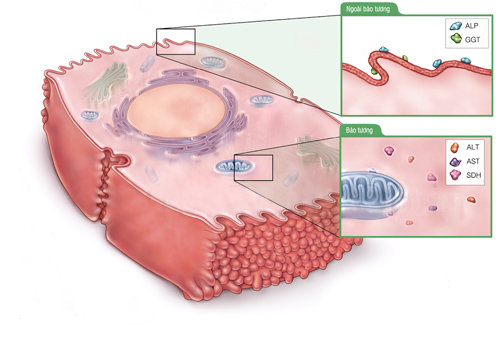 GGT l&agrave; chỉ số men gan quan trọng