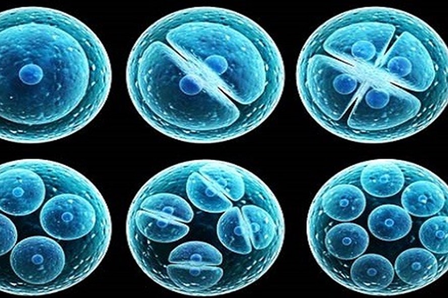 Chồng đánh lừa bệnh viện, trộm phôi thai của vợ cho bồ mang thai