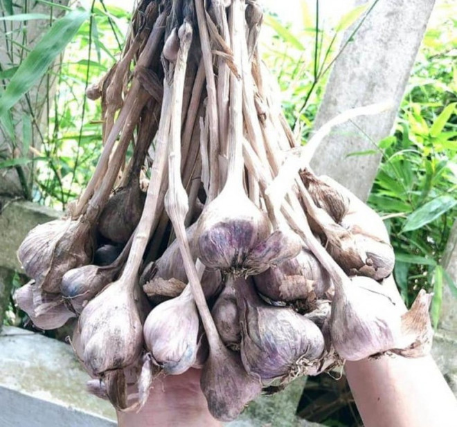 Có nên sử dụng tỏi để tăng sức đề kháng chống dịch COVID-19?