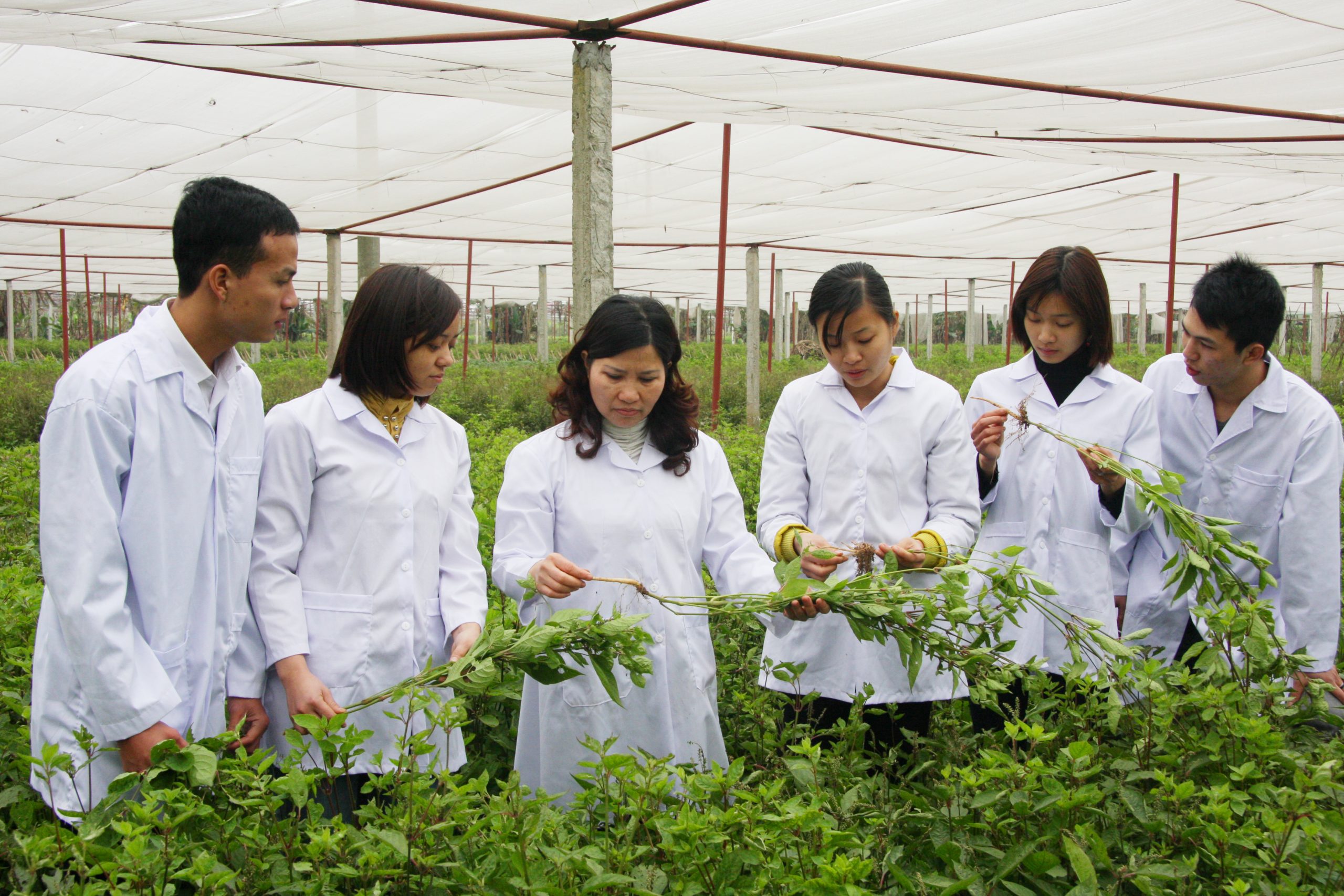 Dược liệu l&agrave; yếu tố kh&ocirc;ng thể thiếu của ng&agrave;nh Y