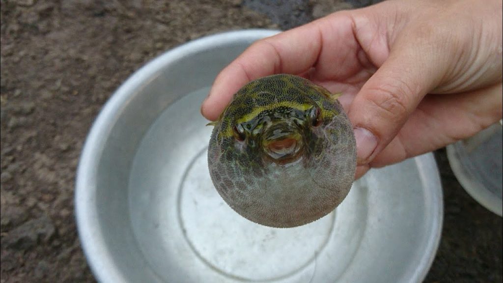 Không nên ăn 3 loại cá này, nếu bạn muốn khỏe