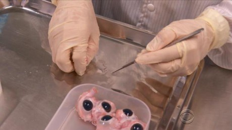 Gi&aacute;c mạc của lợn