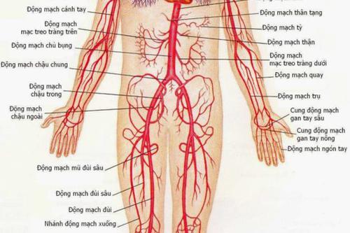 Arginine có lợi cho những người bị bệnh liên quan đến động mạch