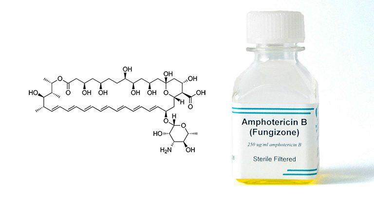 Những thông tin cần biết về thuốc Amphotericin B