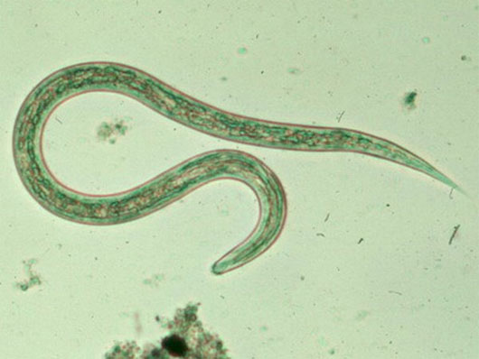 Thuốc Ivermectin c&oacute; t&aacute;c dụng điều trị nhiễm tr&ugrave;ng giun k&yacute; sinh, k&yacute; sinh tr&ugrave;ng