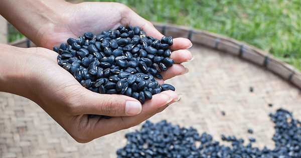 uong-nuoc-dau-den-co-tac-dung-gi