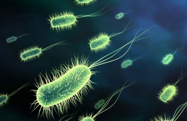 Việt Nam xuất hiện siêu vi khuẩn E.coli  kháng tất cả kháng sinh
